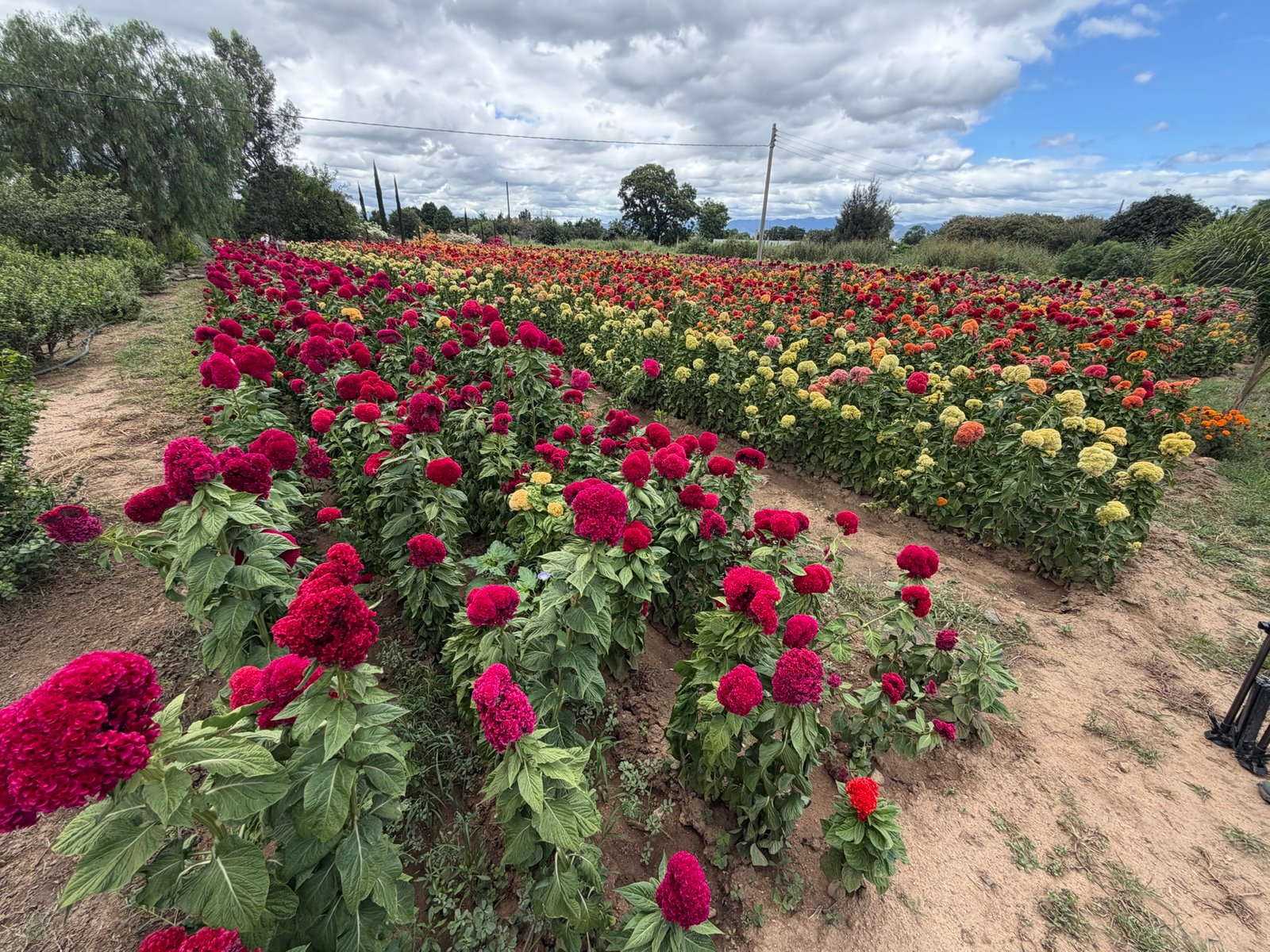 San Antonino se prepara para teñir de color el Día de Muertos con sus campos de flor